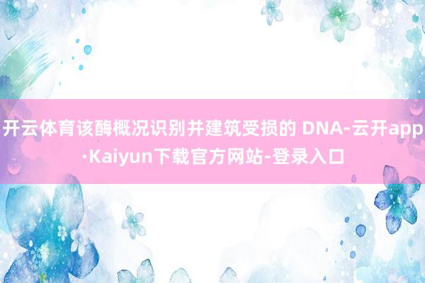 开云体育该酶概况识别并建筑受损的 DNA-云开app·Kaiyun下载官方网站-登录入口
